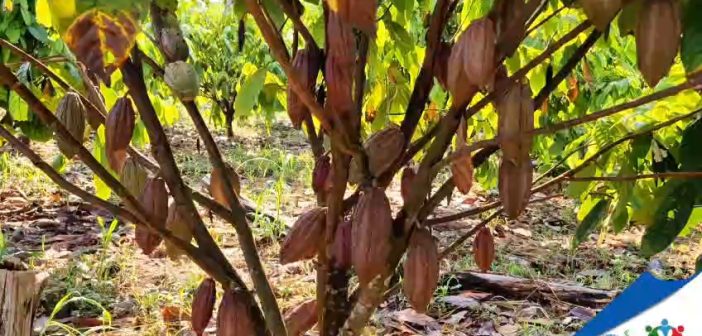 Projeto de 1 milhão de pés de cacau, 1 milhão de novas oportunidades